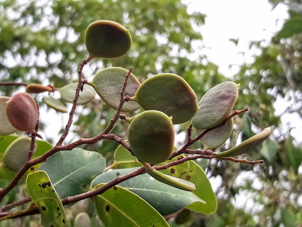 Como ver nota do aluno no Tocantins?